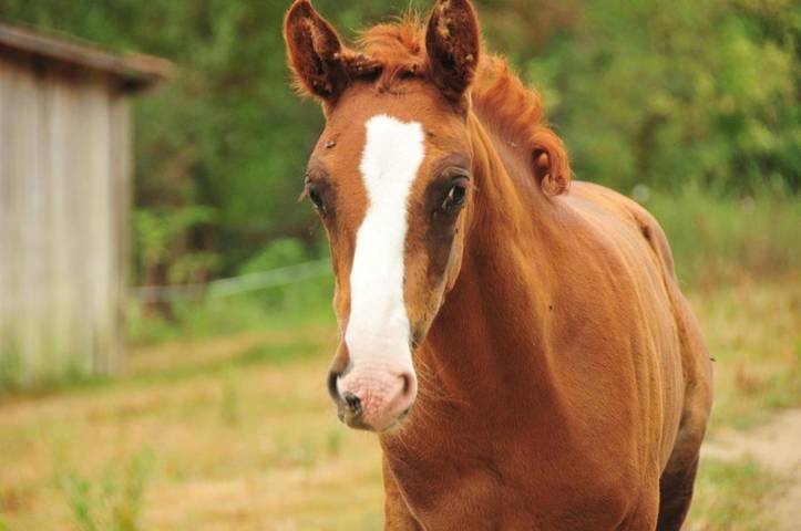 Chambre d’hôte pour 6 personnes, avec jardin, animaux acceptés dans Parc naturel régional des Pyrénées ariégeoises - 2