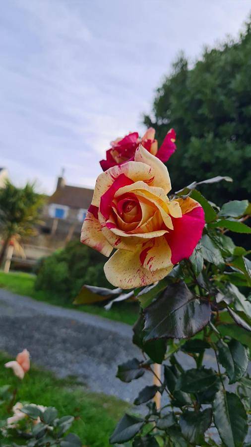 Lesroses1680 in Blainville-sur-Mer, Région de Coutances