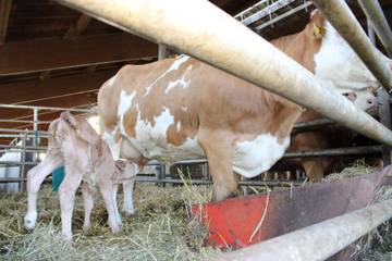 Bauernhof für 3 Personen in Sankt Englmar, Vorderer Bayerischer Wald, Bild 2