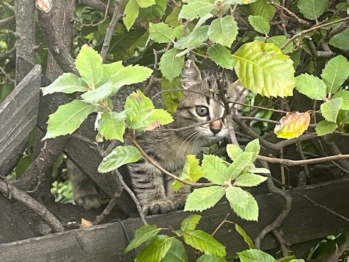 Villa pour 6 personnes, avec jardin ainsi que piscine et vue à Villeneuve-Loubet - 3
