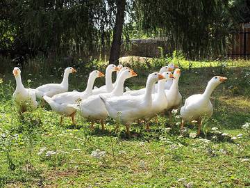 Ferienwohnung für 4 Personen in Moritzburg, Meißen Region, Bild 4