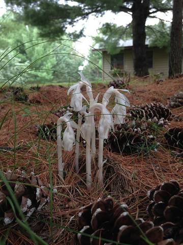 Log Cabin for 3 People in Wisconsin, USA, Photo 3