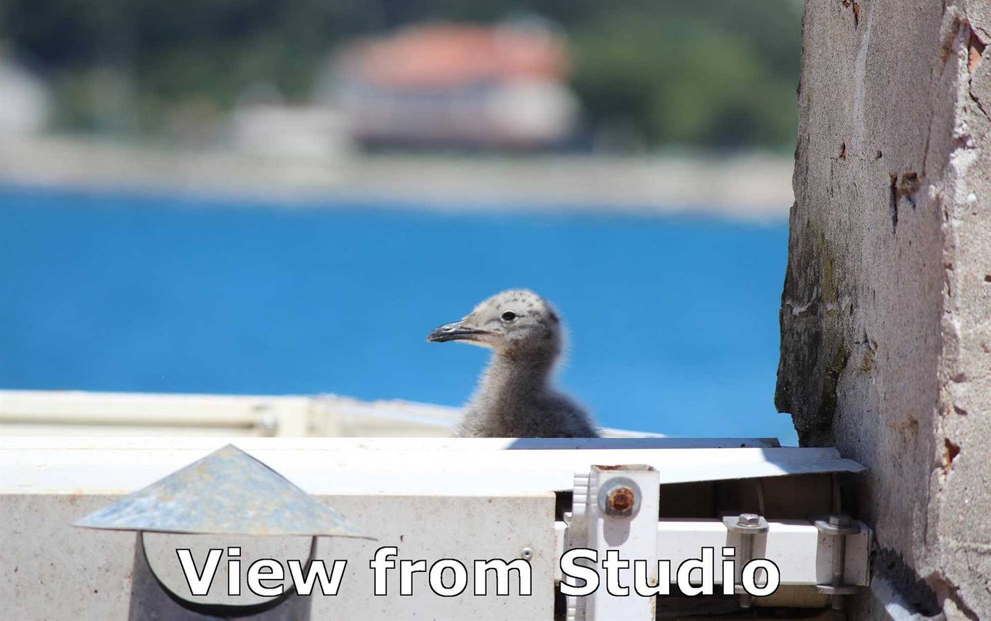 Ganzes Studio, Milkana Studiowohnung mit Meerblick in Rovinj, Rovinj und Umgebung