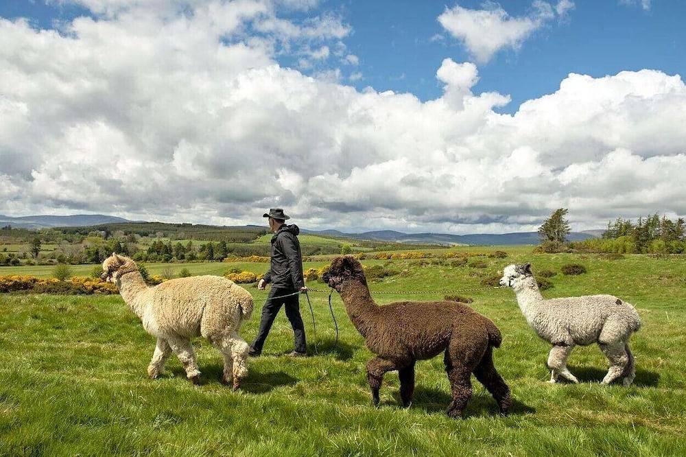 Cottage for 4 People in County Wicklow
