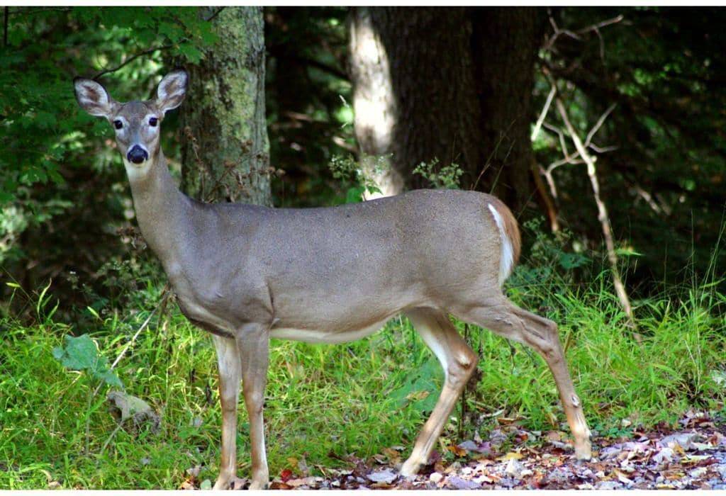 04) Moose Place Cabin in Stewartstown, Coös County