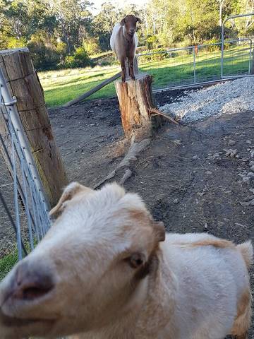 Cottage for 20 People in New South Wales, Australia, Photo 2