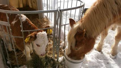 Ferienwohnung für 6 Personen in Neumarkt in Steiermark, Westliche Obersteiermark, Bild 3