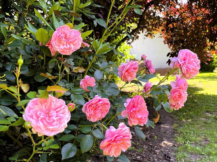 Bauernhaus für 2 Personen, mit Garten und Sauna in der Oberlausitz - 4