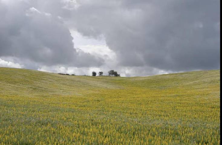 Location de vacances pour 4 personnes, avec terrasse et jardin, animaux acceptés dans Ourique
