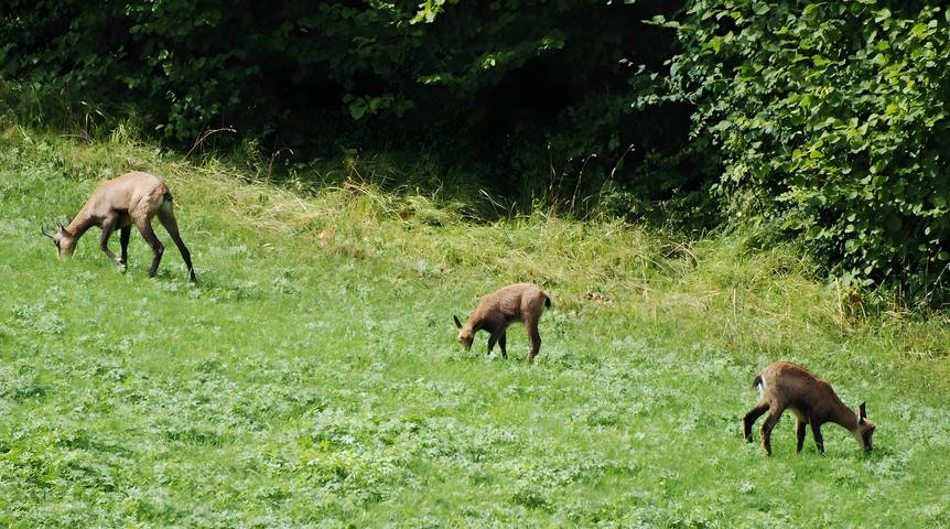 Location de vacances pour 15 personnes, avec jardin à Les Rousses - 2
