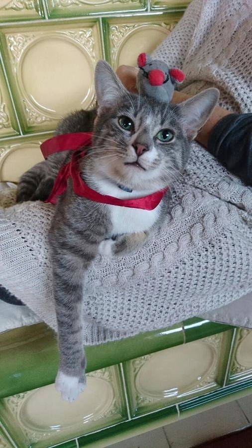 Gîte pour 3 personnes, animaux acceptés à Mur-de-Barrez - 2