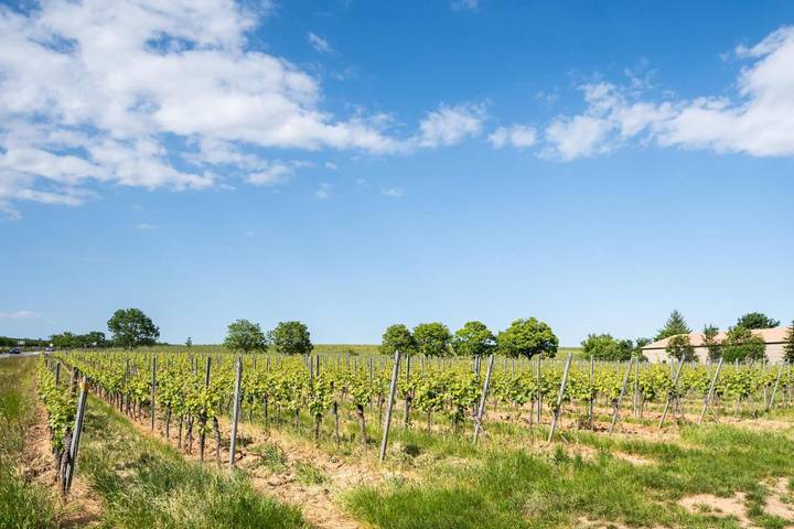 Ferienhaus für 2 Personen, mit Terrasse und Garten sowie Ausblick in Kallstadt - 2