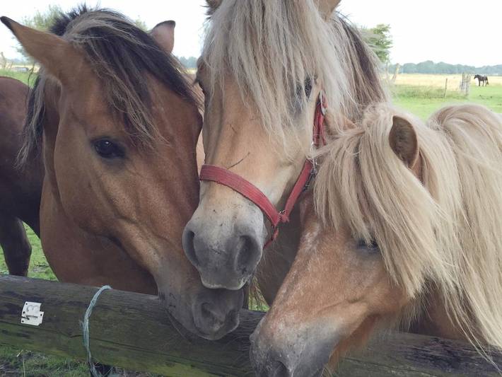 Bauernhof für 4 Personen, mit Garten und Ausblick, kinderfreundlich auf Eiderstedt - 2