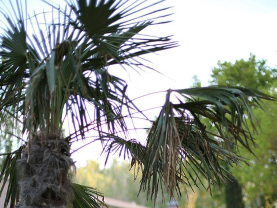 Camping Lodges & Nature - Tienda de lona y madera 4 personas - Safari Lodge 27 m² in Aviñón, Vaucluse