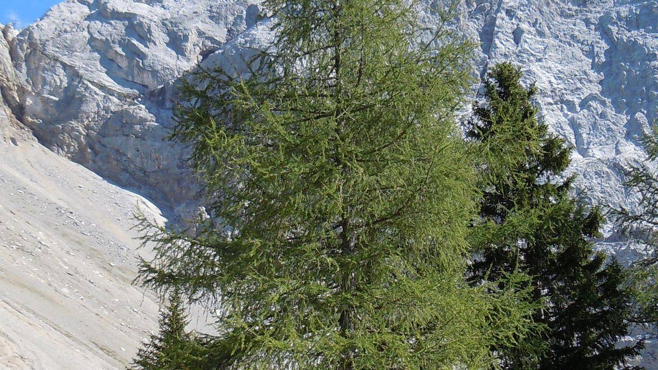 Geheel vakantieappartement, Vakantieappartement voor 4 personen met terras in Ehrwald, Ammergauer Alpen (Oostenrijk)