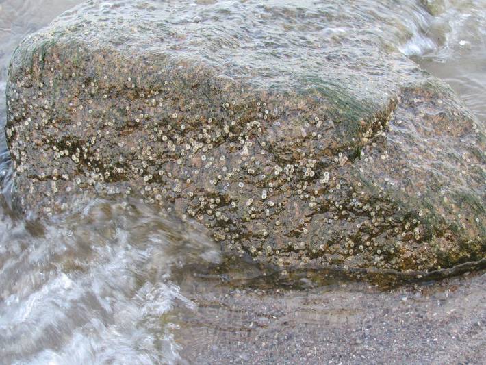 Ferienwohnung für 3 Personen, mit Garten in Ahlbeck - 2