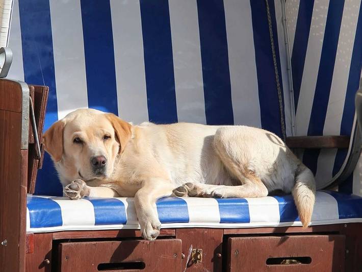 Bauernhaus für 6 Personen, mit Garten und Sauna sowie Ausblick, mit Haustier in Pommerby - 4