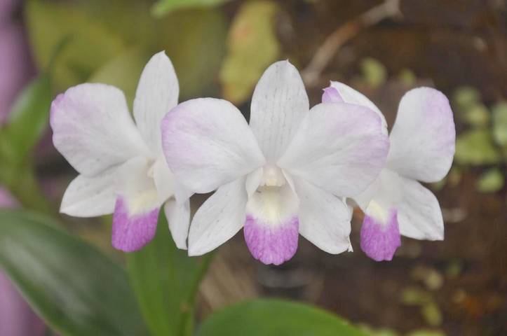 Location de vacances pour 6 personnes, avec piscine ainsi que vue et jardin à Rivière-Pilote - 4
