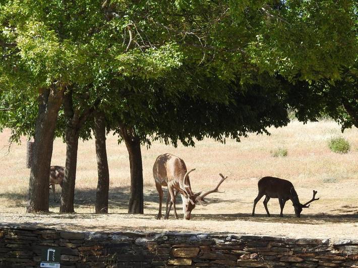 Casa rural para 3 personas, con vistas y terraza, Familias con niños en Parque Nacional de Monfragüe - 3