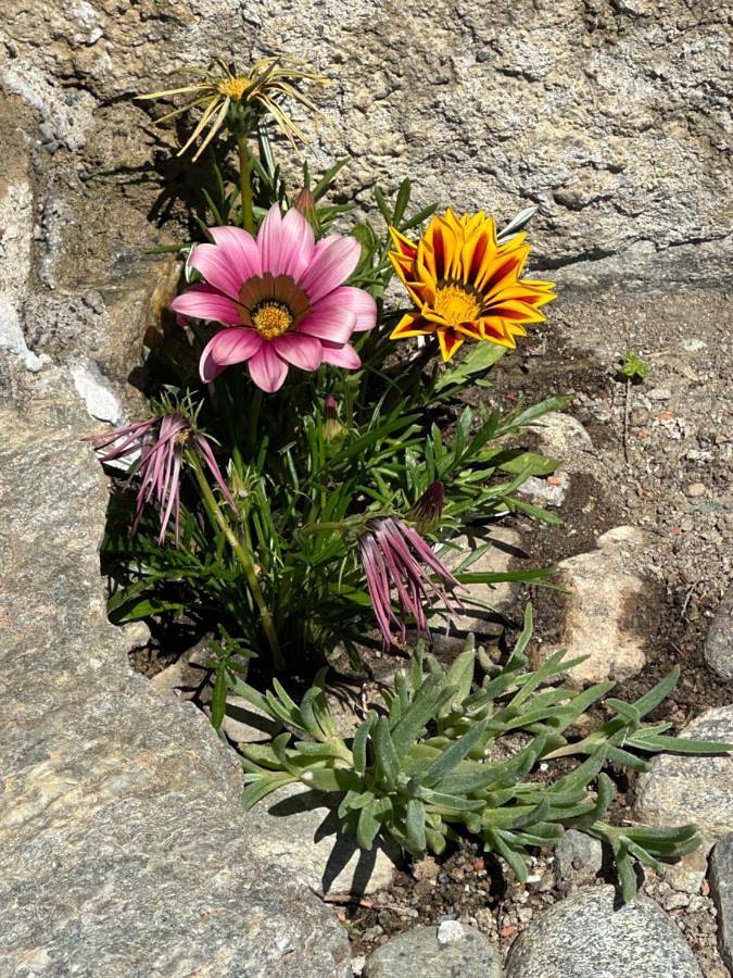 Maison de campagne pour 4 personnes, avec balcon et vue à Tirano - 3