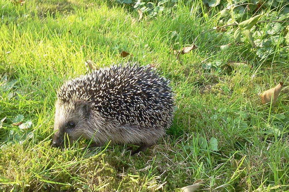 Grüne Perle Ferienwohnung — Bild 5