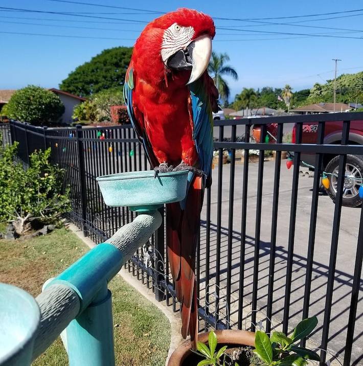Vacation rental for 3 people, with terrace and yard in Kailua-Kona