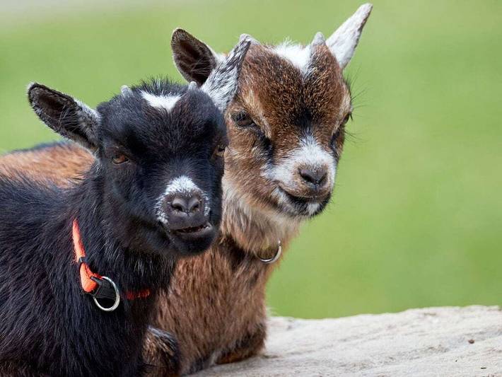 Ferienhaus für 4 Personen, mit Garten in Breitnau - 2