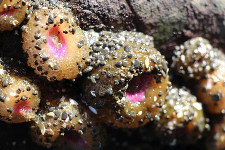 Vacation rental for 5 people, with yard and hot tub, with pets in Mendocino County