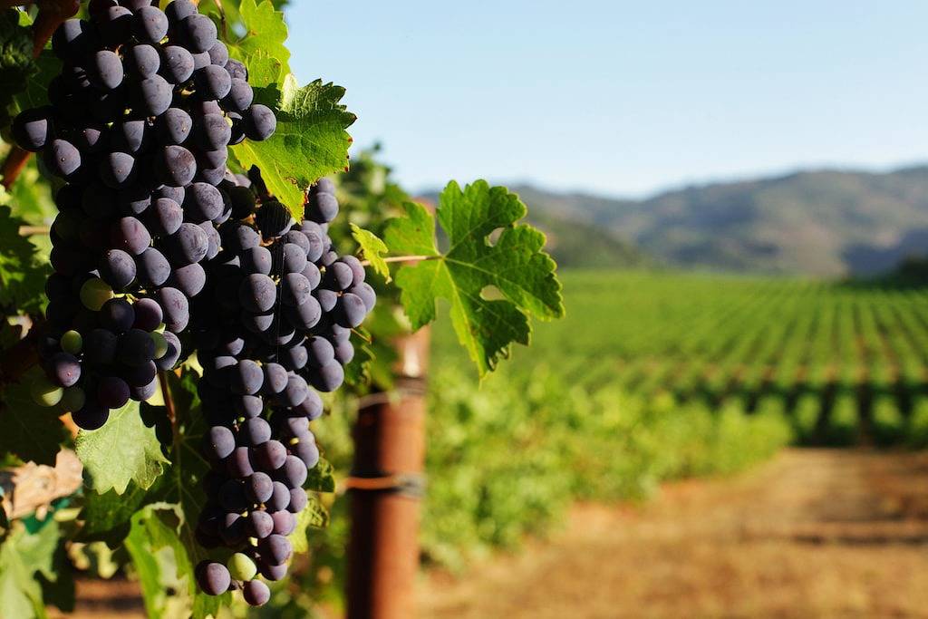 Quiet & Charming Wine Country Home w/ Stylish Updates & Large Backyard in Santa Rosa, California North Coast