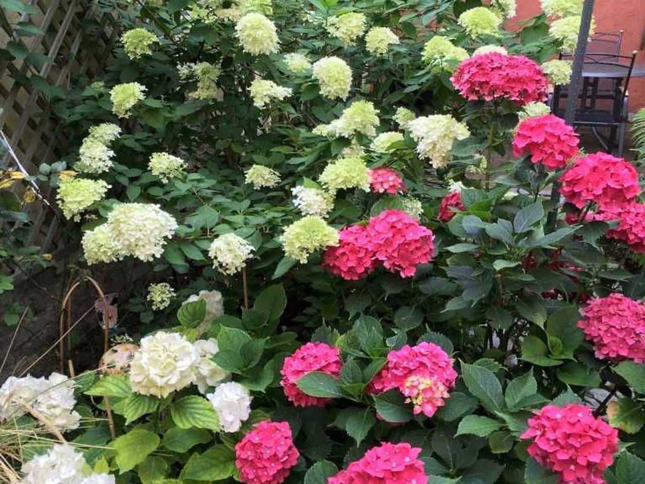 Ganze Ferienwohnung, Ferienwohnung an der Georgenkirche Objekt-Id 121260 in Waren (Müritz), Müritz