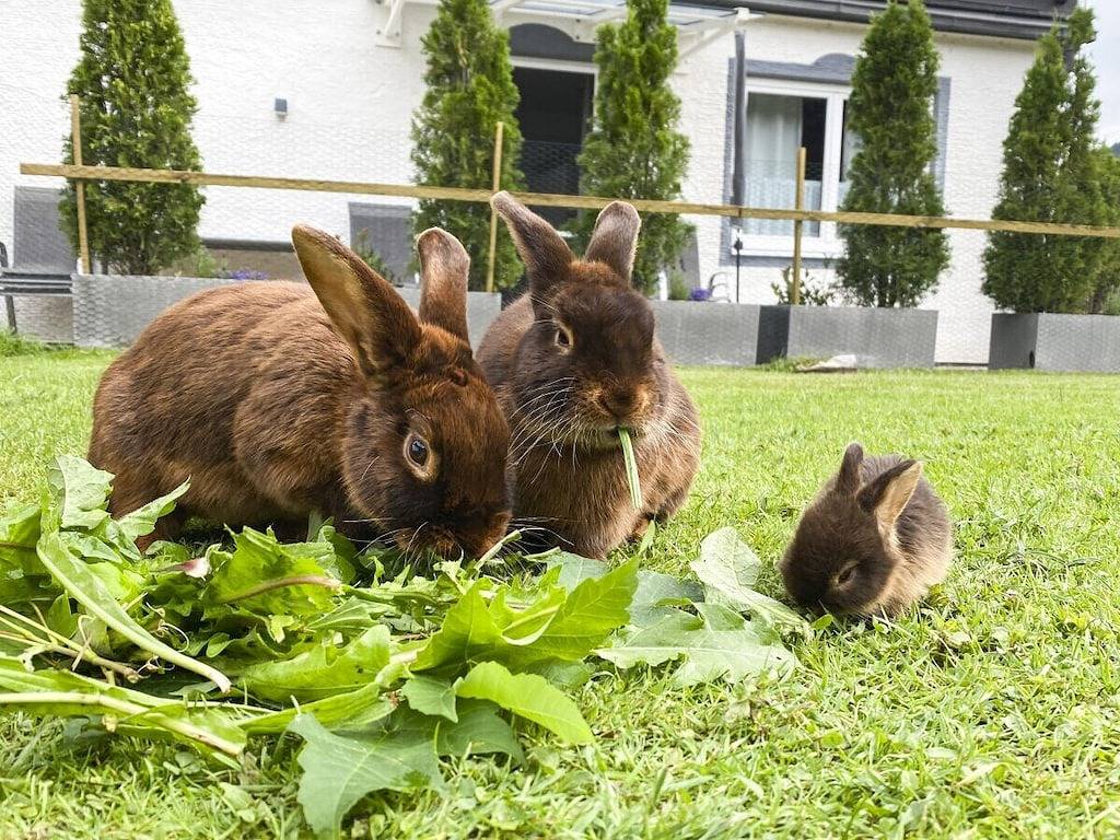 Rankwirt: Haus am Rank in Oberstdorf, Bayerisch Schwaben