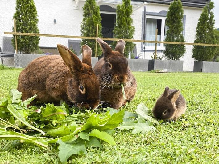 Ferienhaus für 4 Personen, mit Terrasse und Whirlpool sowie Garten und Sauna in Oberstdorf - 4