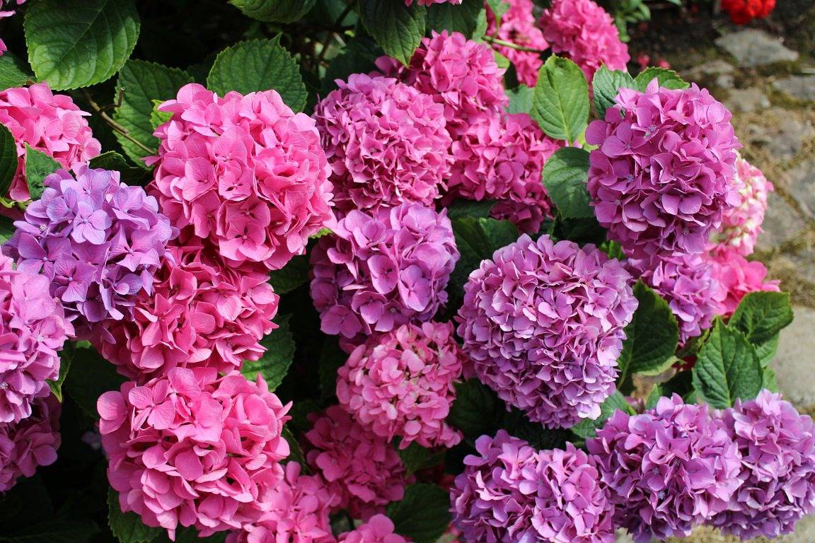 Les Hortensias, gîte à la campagne in Levergies, Aisne