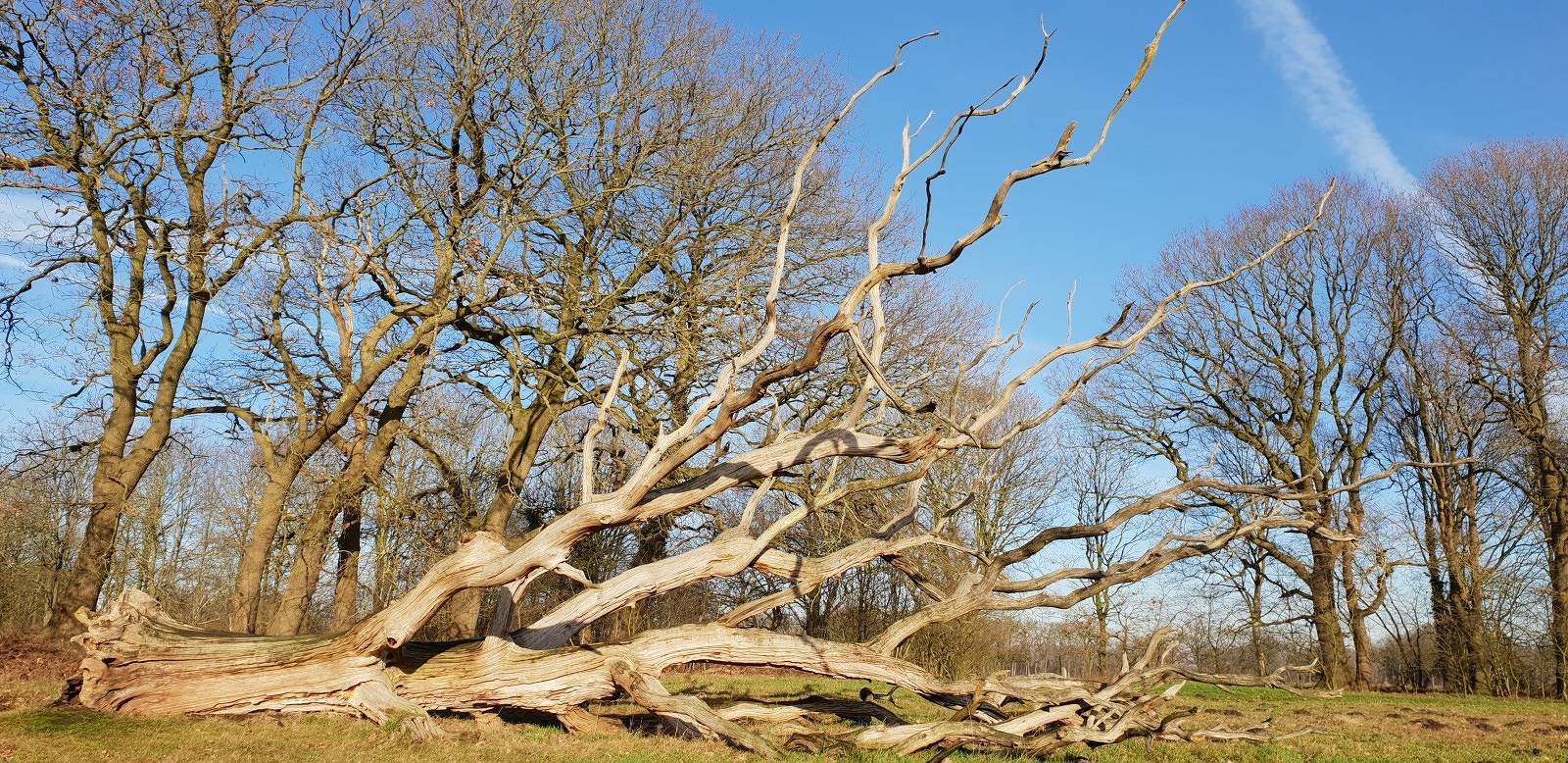 Gemütliche Holzhütte für 2 Personen mit Holzofen und Veranda in Westerbork, Drenthe in Drenthe