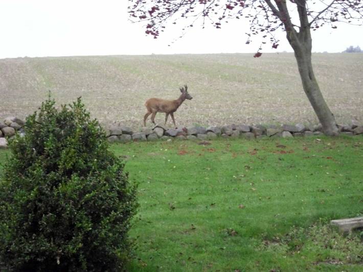 Ferienhaus für 3 Personen, mit Garten und Terrasse, kinderfreundlich am Greifswalder Bodden - 3