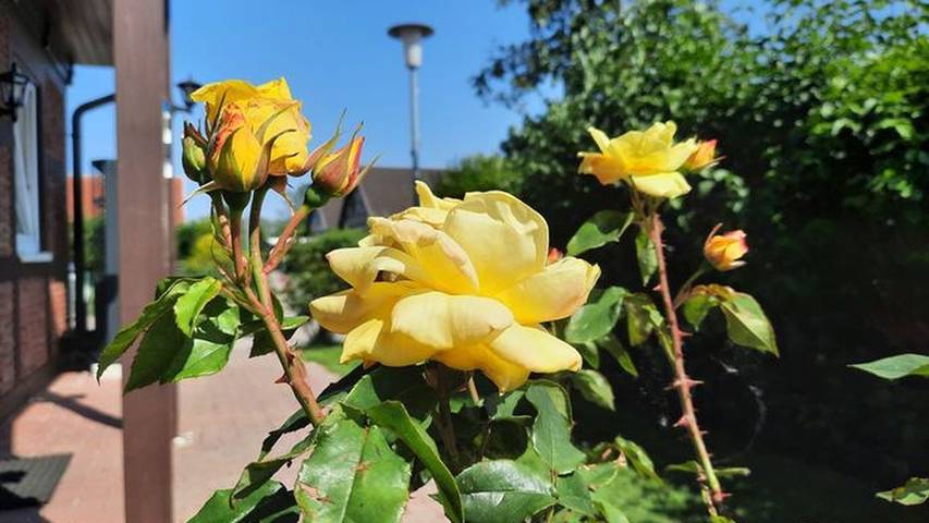 Ferienwohnung für 5 Personen, mit Garten und Terrasse in Mölschow - 4