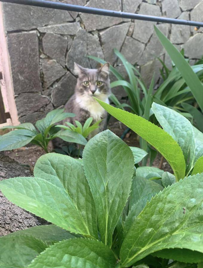 Appartamento vacanze per 4 persone, con giardino - 1