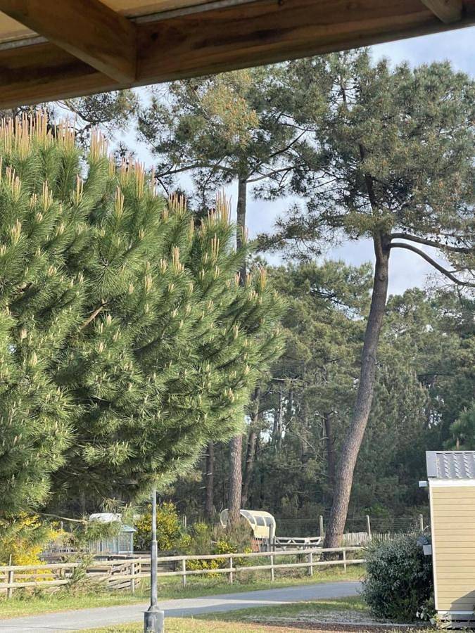 Camping pour 6 personnes, avec terrasse et jardin ainsi que piscine et bassin pour enfant à Vendays-Montalivet - 3