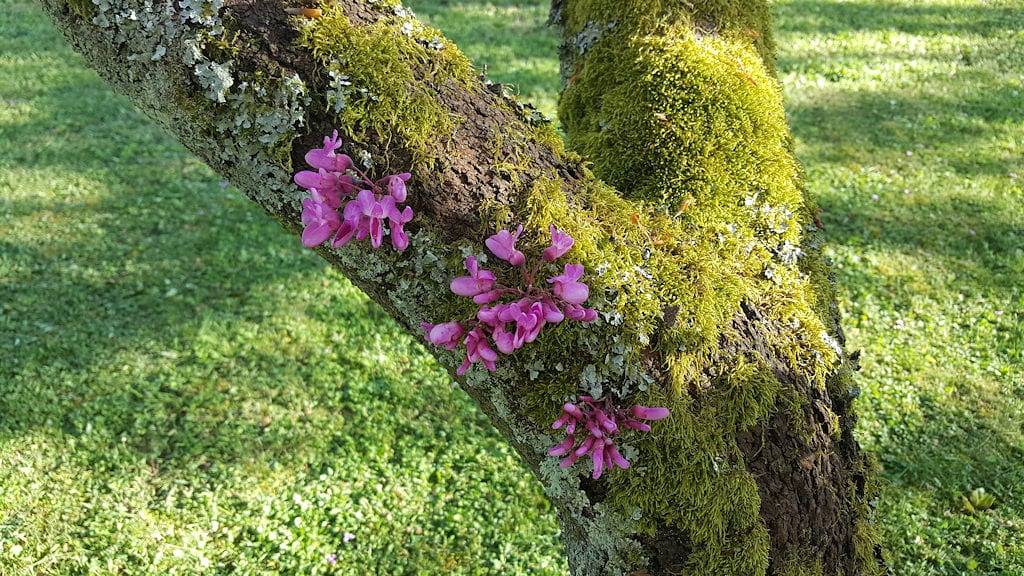 Des Histoires d'Anges Côté Jardin - Chambre Pomme de Touline in Tournus, Région de Mâcon