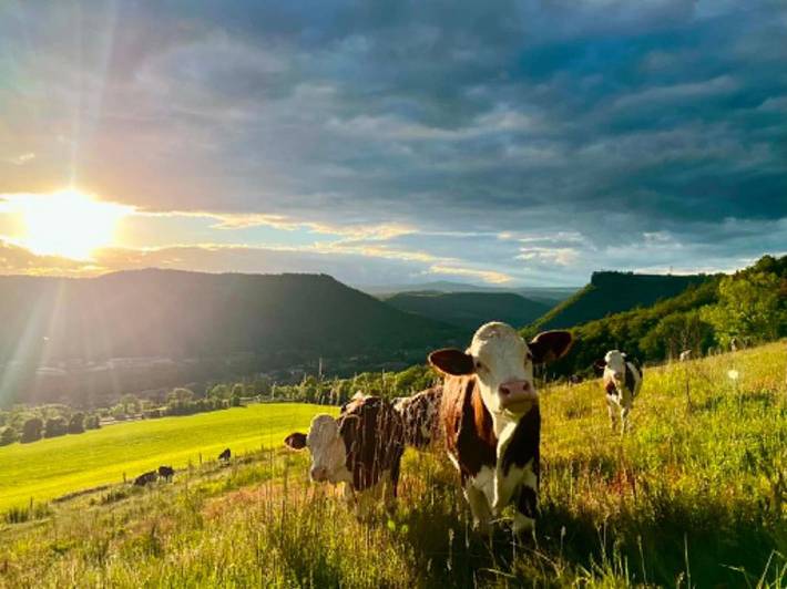 Chambre d’hôte pour 2 personnes, avec terrasse ainsi que jardin et piscine, animaux acceptés dans le Cantal - 3