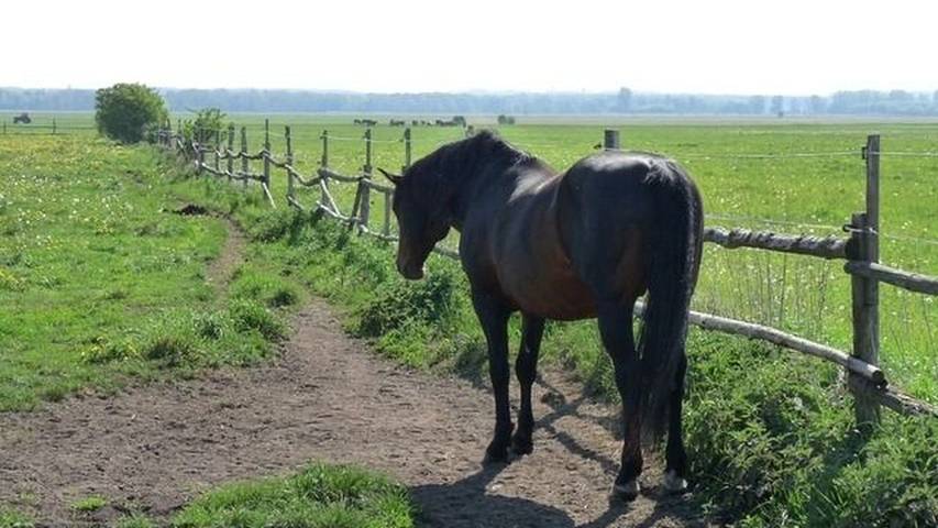 Bauernhof für 8 Personen, mit Garten in Uckermark - 2