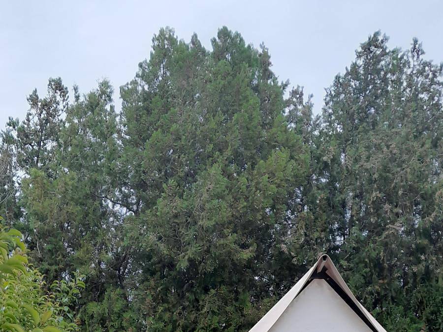 Camping Intercommunal de la Durance - Safarizelt 3 personen - Cop'Coon in Cavaillon, Regionaler Naturpark Luberon