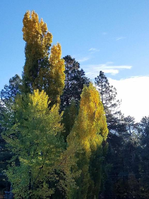 Dekoriert und bereit für die Feiertage, kommen Sie und entspannen Sie sich und entkommen Sie. in Navajo County