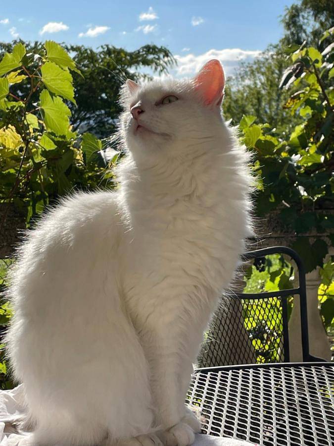 Parc de vacances pour 2 personnes, avec vue et jardin à Ceyzérieu - 4