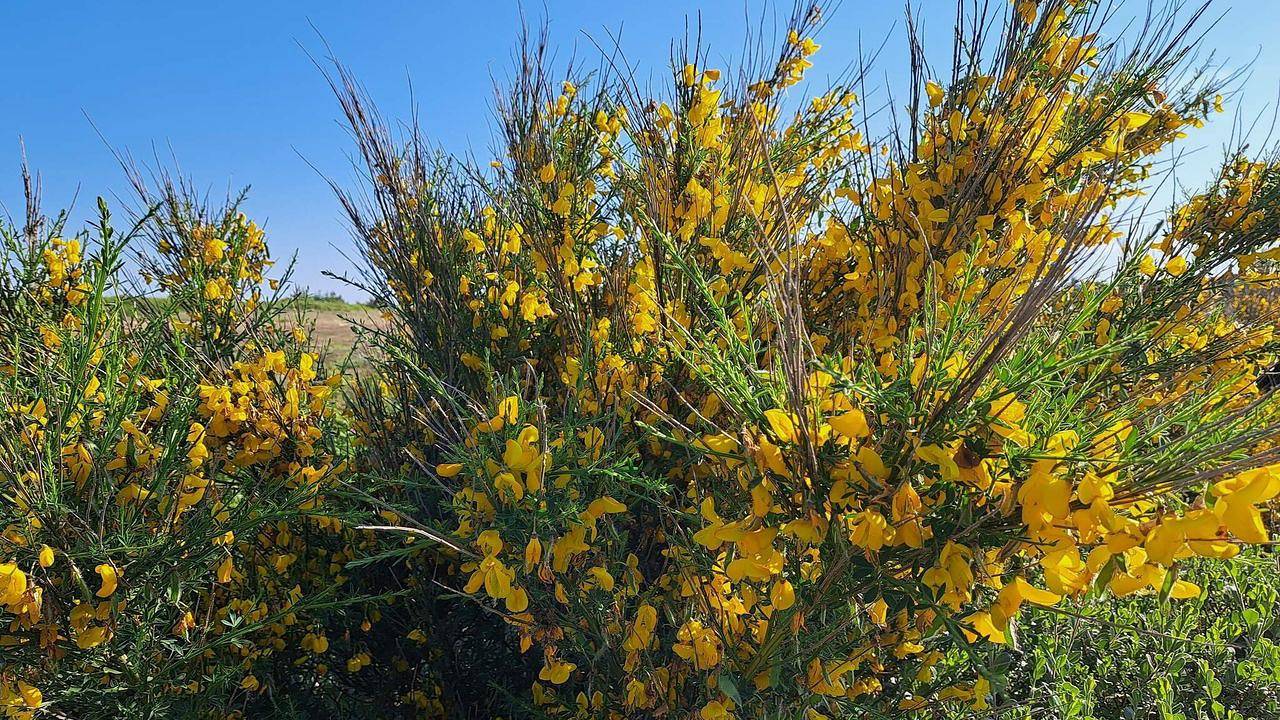 Ferienhaus für 8 Personen (148 m²) in Ulfborg Kirkeby in Ulfborg, Nissum Fjord