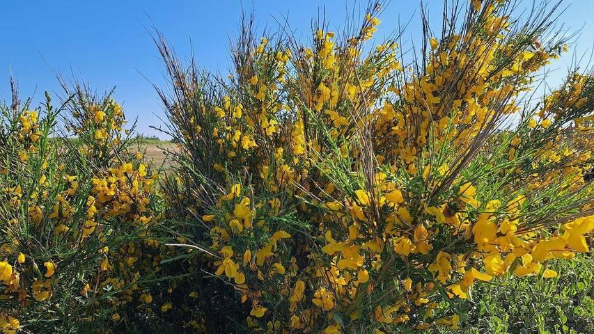 Ferienhaus für 9 Personen, mit Whirlpool und Garten sowie Pool und Sauna in Dänemark an der Nordsee - 4
