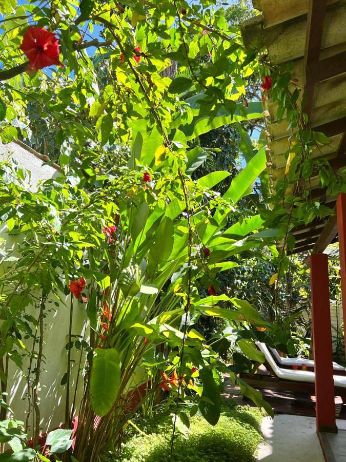 Chambre d’hôte pour 8 personnes, avec jardin, animaux acceptés à Trancoso - 2