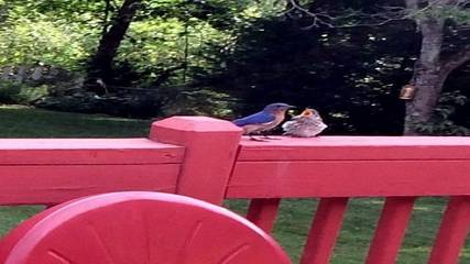 Cabin for 2 Guests in Black Mountain, Blue Ridge Mountains, Picture 1