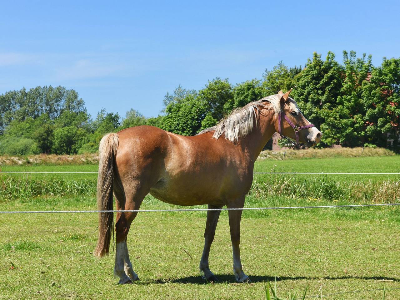 Ganze Ferienwohnung, Ferienhof Gerdes in Utgast - Ferienwohnung Wattwurm in Holtgast, Landkreis Wittmund