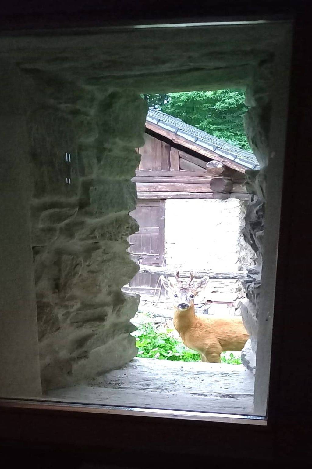 Rustico Raslina in Faido, Lepontinische Alpen